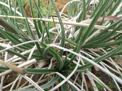 Aloe dominella