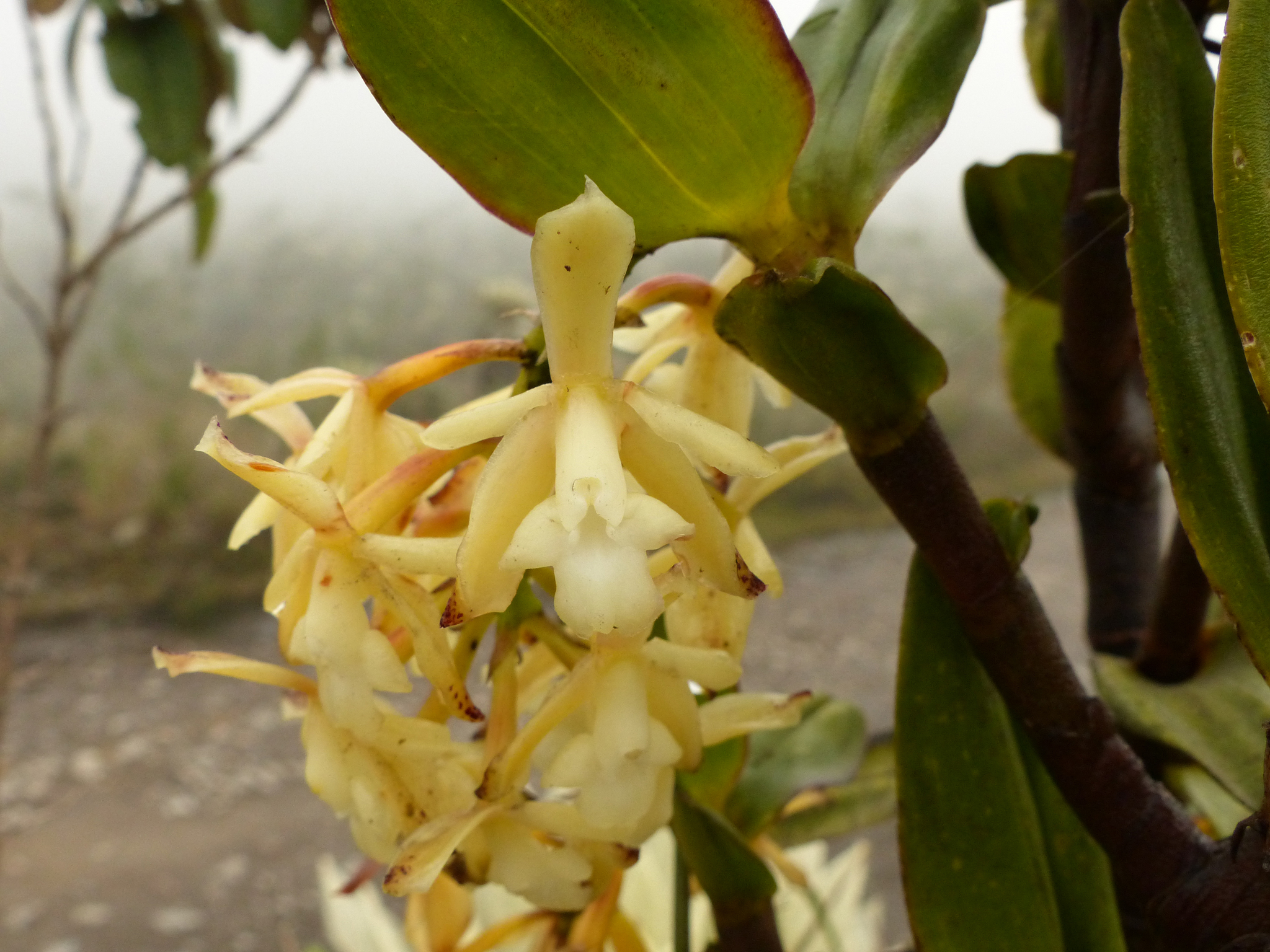 Epidendrum suaveolens Ames 2