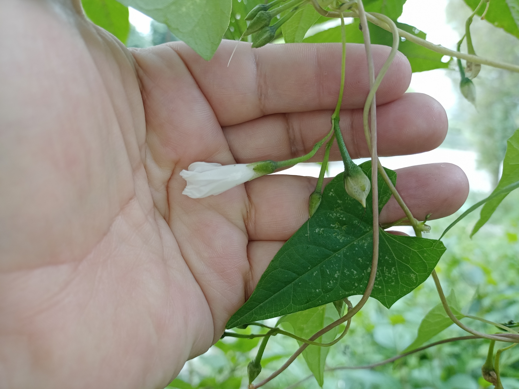 Ipomoea dumetorum image