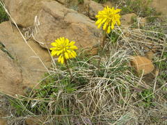 Aloe dominella