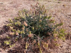 Astragalus trichopodus antisellii