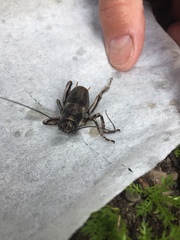 Cyphoderris monstrosa