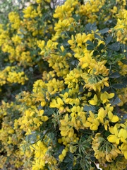 Coronilla valentina glauca
