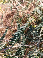 Astragalus trichopodus antisellii