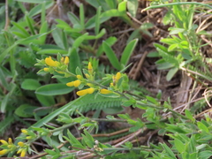 Cytisus procumbens