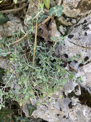 Teucrium buxifolium