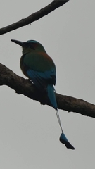 Eumomota superciliosa