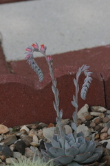 Echeveria runyonii