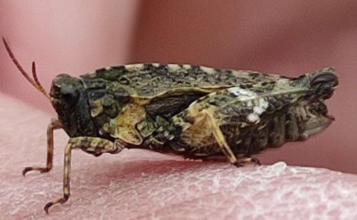 Common Groundhopper, Valkenswaard, NL-NB, NL, photo 8 of 10