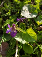 Viola odorata