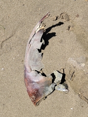 Limulus polyphemus
