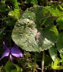 Viola odorata