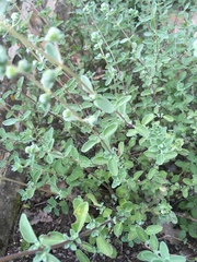 Origanum majorana