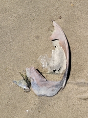 Limulus polyphemus