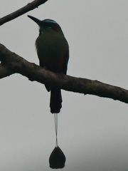 Eumomota superciliosa