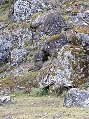 Lagidium