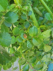 Harmonia axyridis