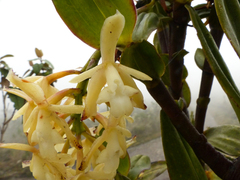 Epidendrum suaveolens