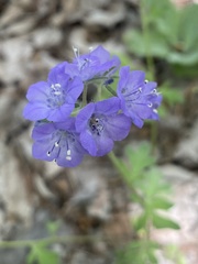 Phacelia maculata