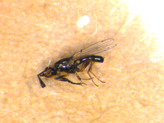 Prochyliza xanthostoma