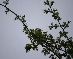 Cyanistes caeruleus caeruleus