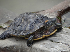 Trachemys scripta