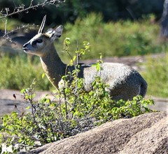Oreotragus oreotragus stevensoni
