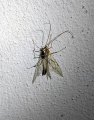 Ophion obscuratus