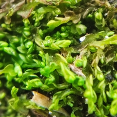 Solenostoma gracillimum