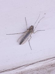 Chironomidae