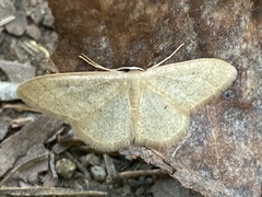 Idaea productata