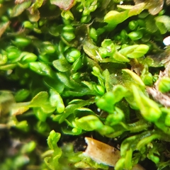 Solenostoma gracillimum