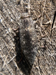 Dicerca lurida