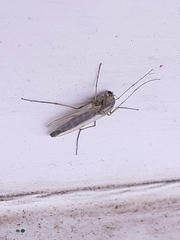 Chironomidae