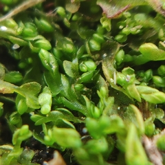 Solenostoma gracillimum