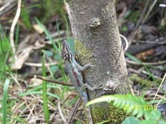Anolis heterodermus