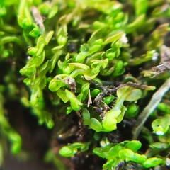 Solenostoma gracillimum