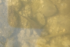 Pimephales notatus