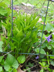 Spigelia marilandica
