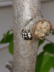 Eulecanium cerasorum