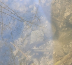 Pimephales notatus