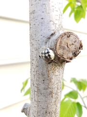 Eulecanium cerasorum