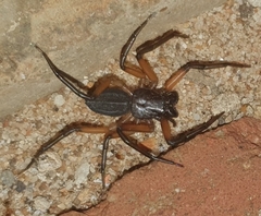 Platyoides walteri