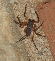 Platyoides walteri