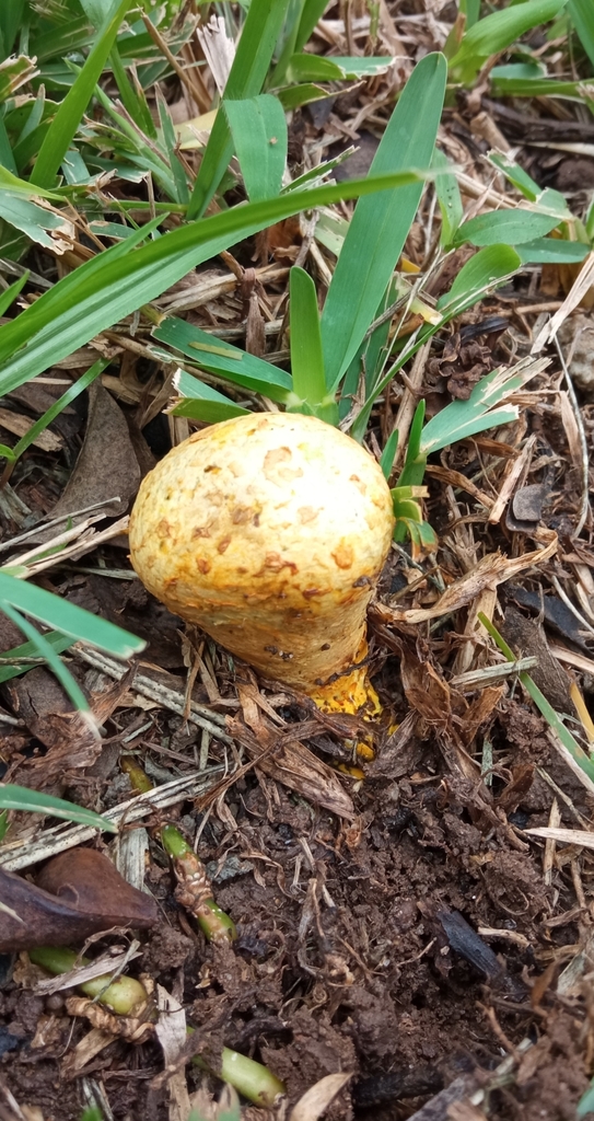 Scleroderma cepa · April 2022 · photo: © liustanz (iNaturalist, cc-by)