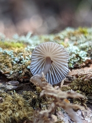 Mycena alcalina