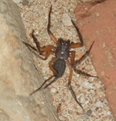 Platyoides walteri