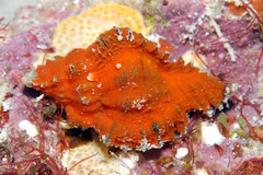 Chicomurex laciniatus