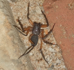 Platyoides walteri