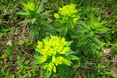 Euphorbia hyberna